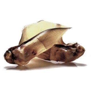 Rinderohren mit kleiner Muschel